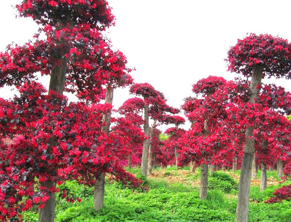 紅花檵木